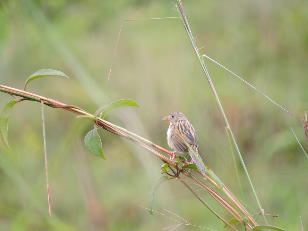 Wedge-tailed Grass-Finch - ML39722971