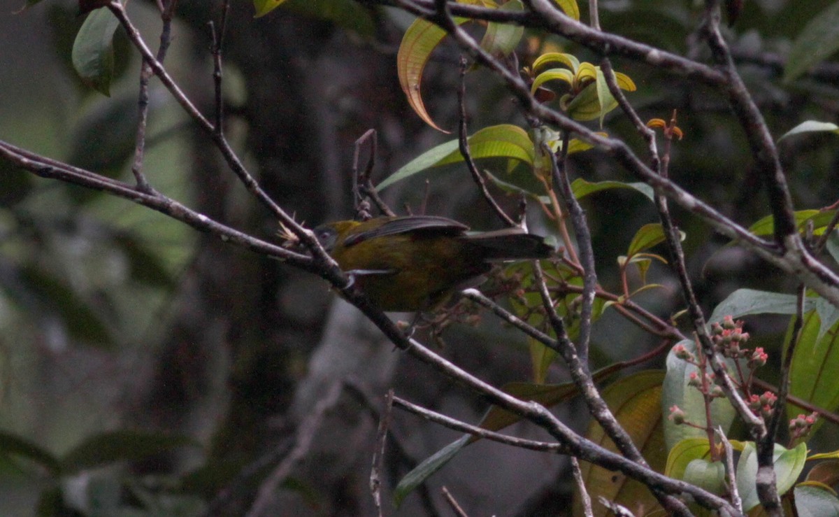 Olive-backed Tanager - ML39723141
