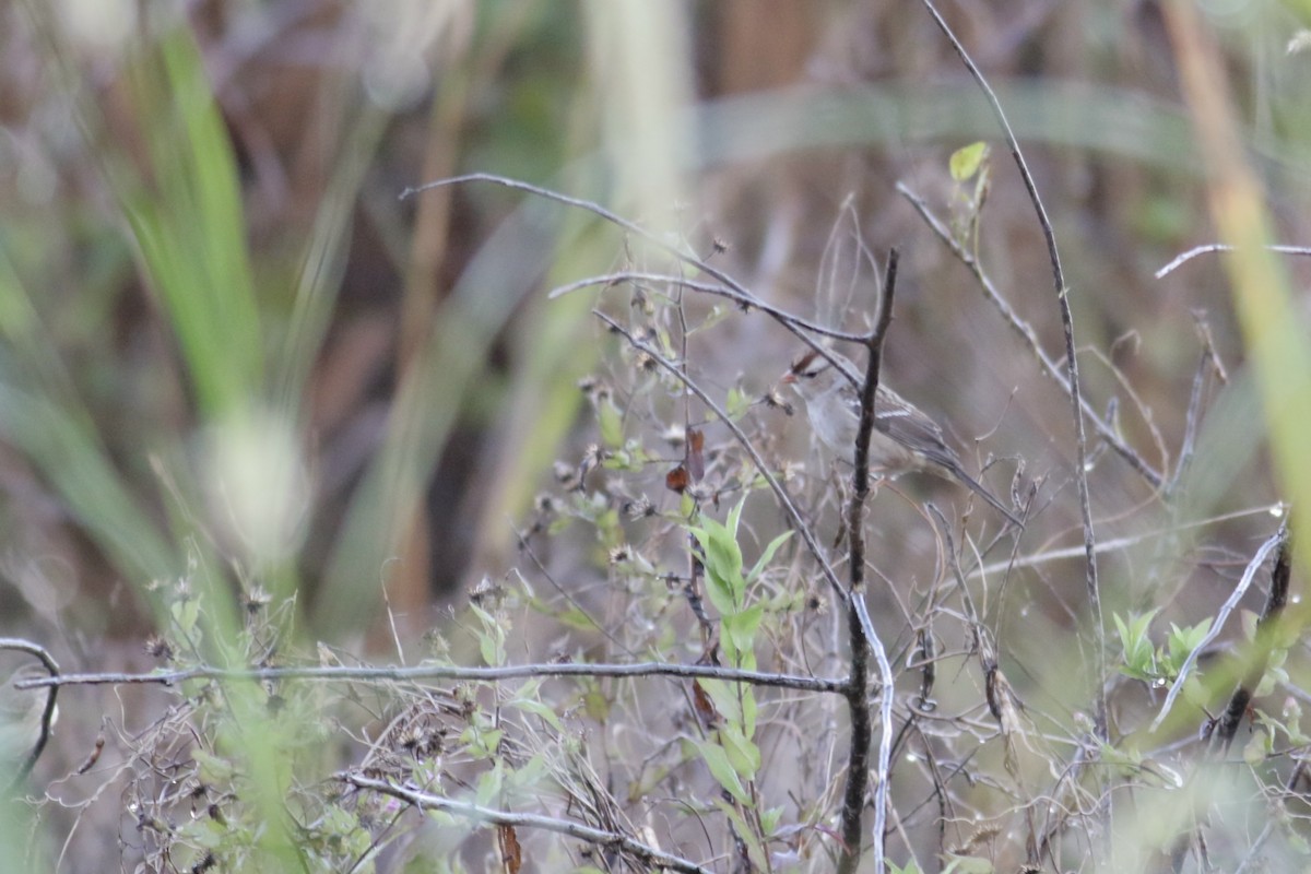 White-crowned Sparrow (Dark-lored) - ML397240541