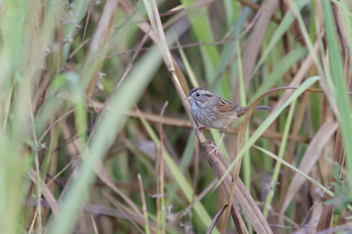 Swamp Sparrow - ML397240641