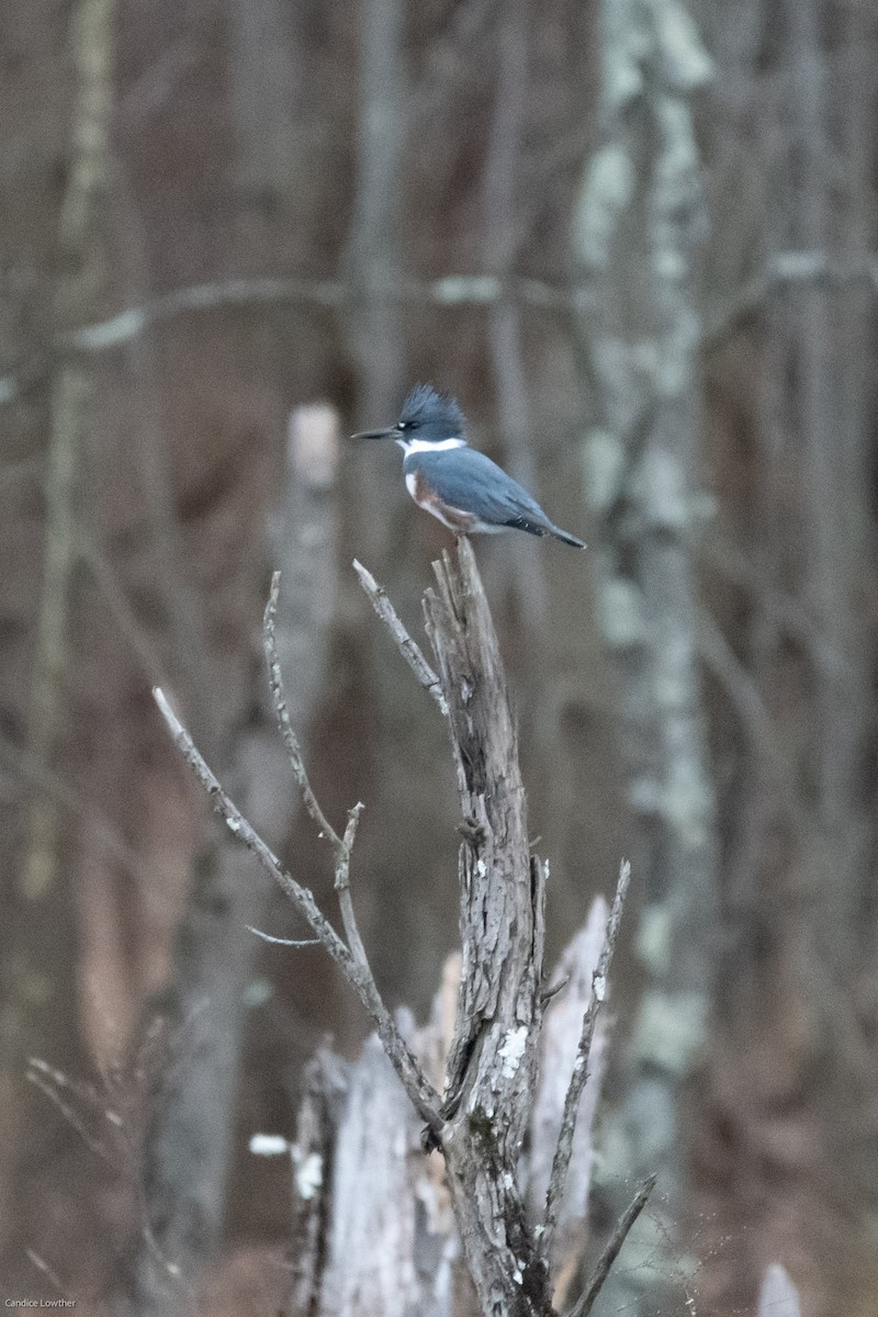 Belted Kingfisher - ML397240651