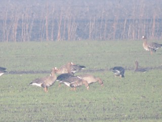 Greater White-fronted Goose, ML397244191