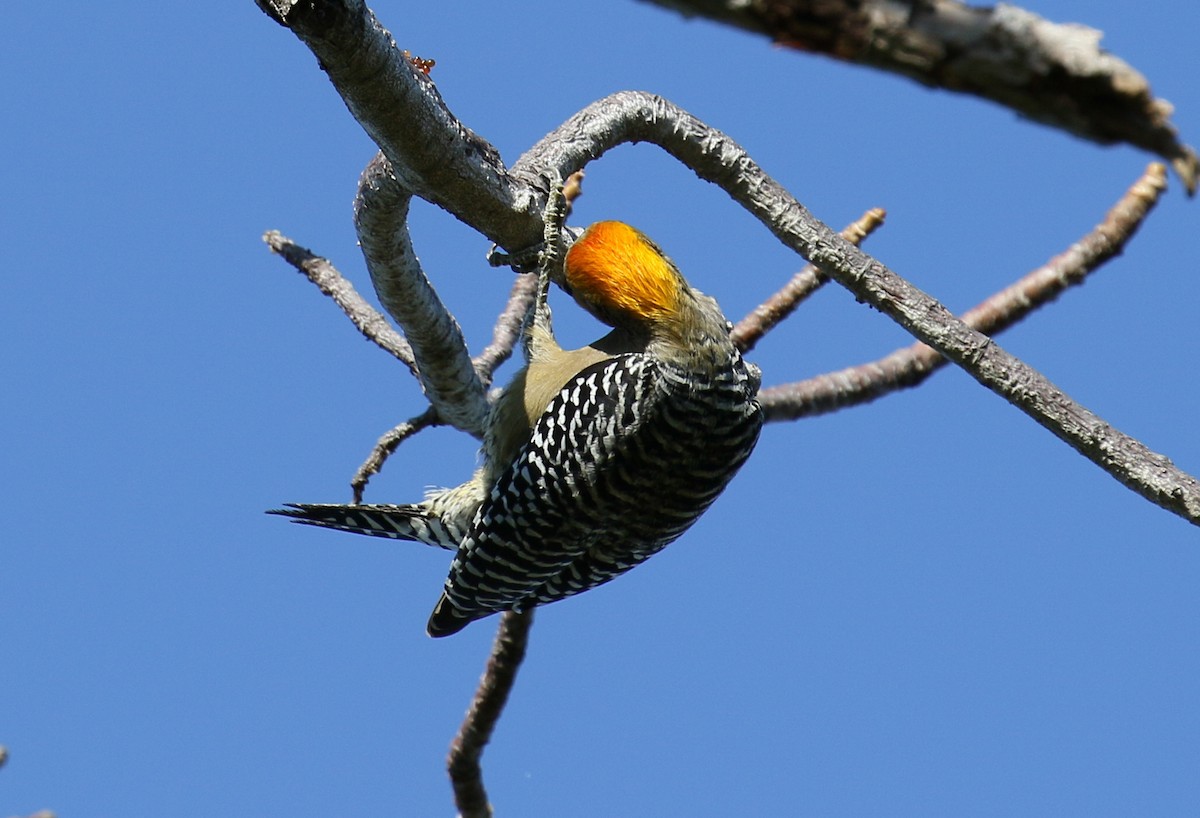 Golden-cheeked Woodpecker - ML397244201