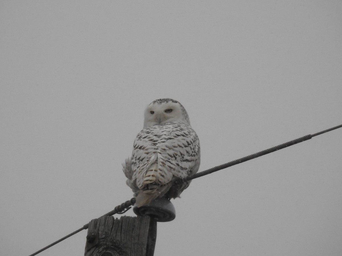 Snowy Owl - ML397245281