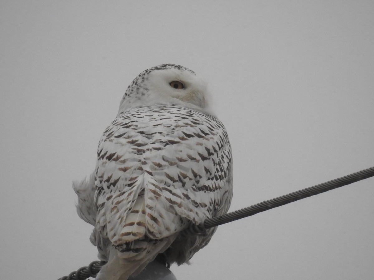 Snowy Owl - ML397245291