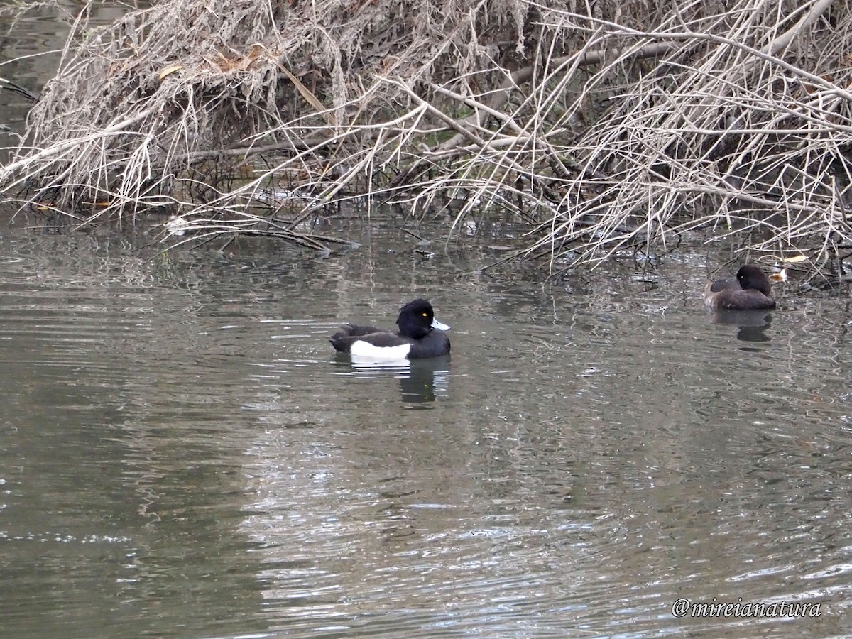 Tufted Duck - ML397245751