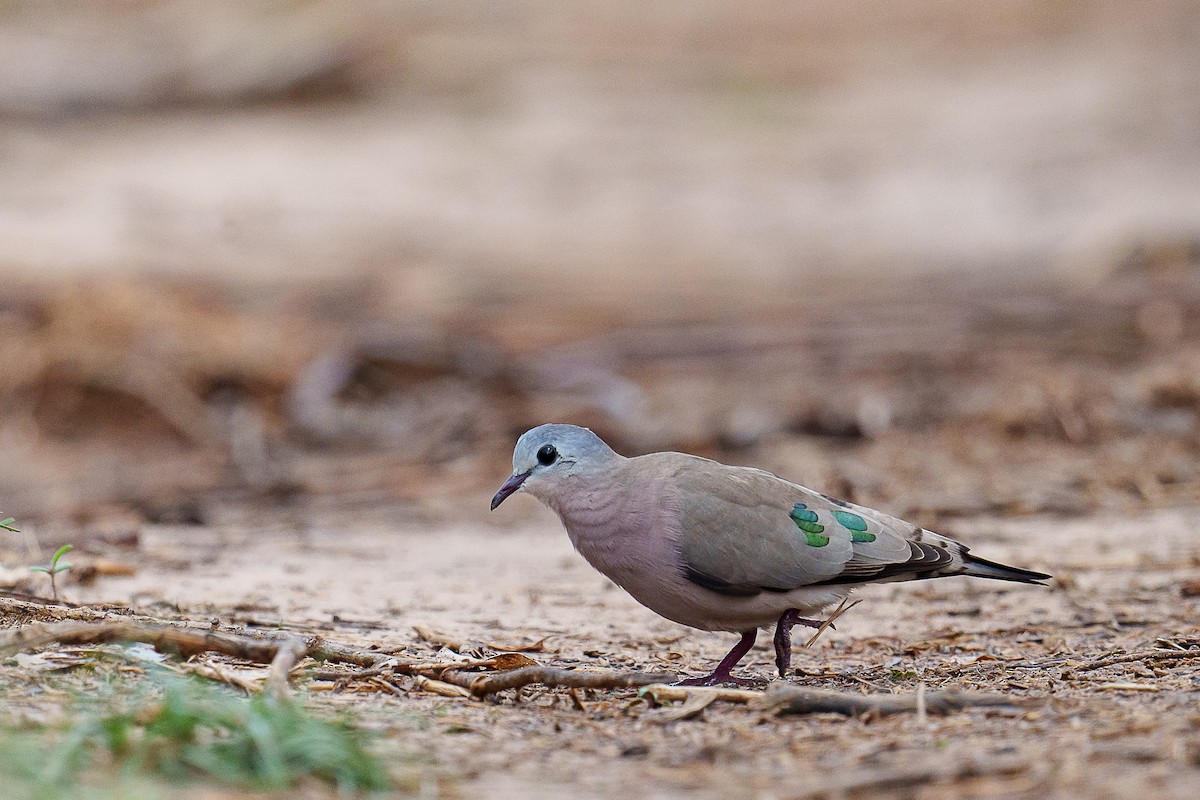 Emerald-spotted Wood-Dove - ML397247711