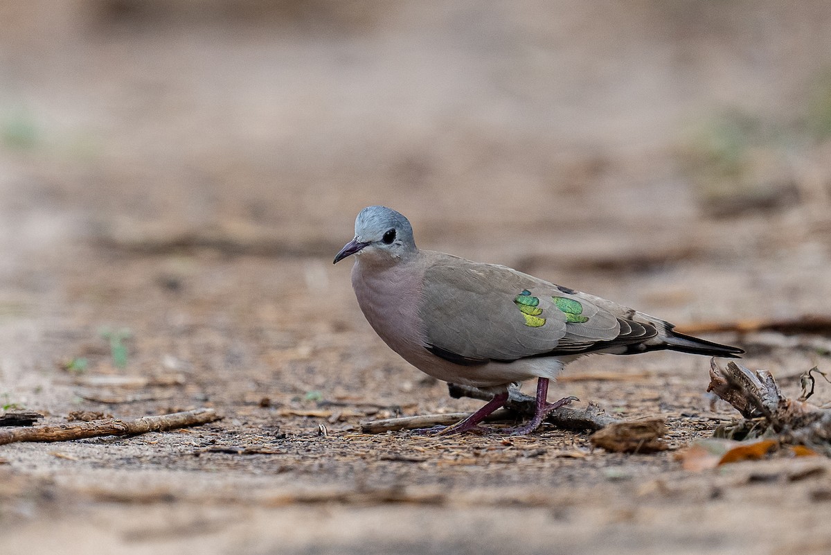 Emerald-spotted Wood-Dove - ML397247731