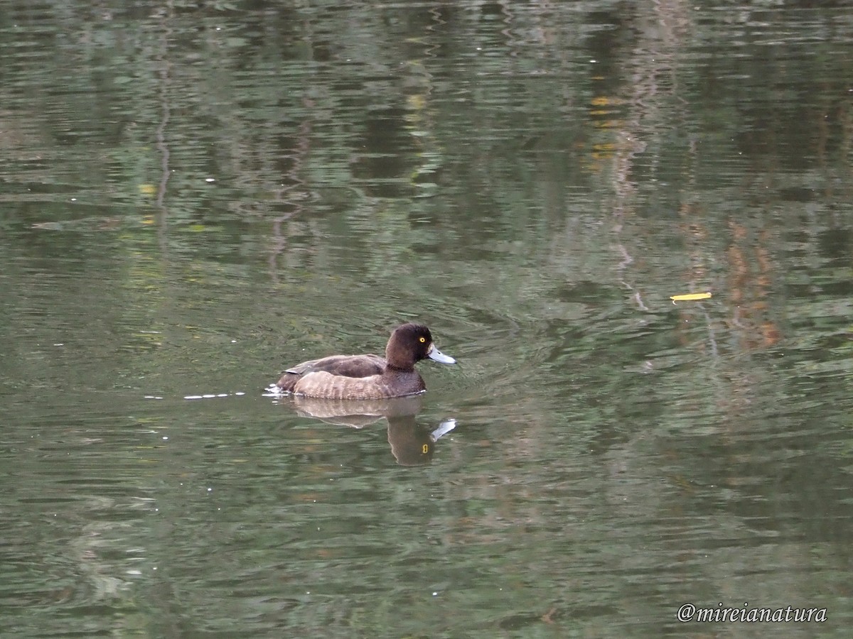 Tufted Duck - ML397247741