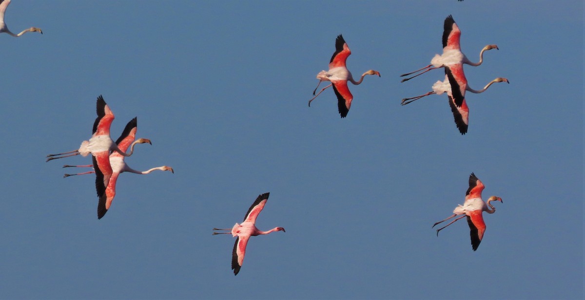 Lesser Flamingo - Paulo Alves