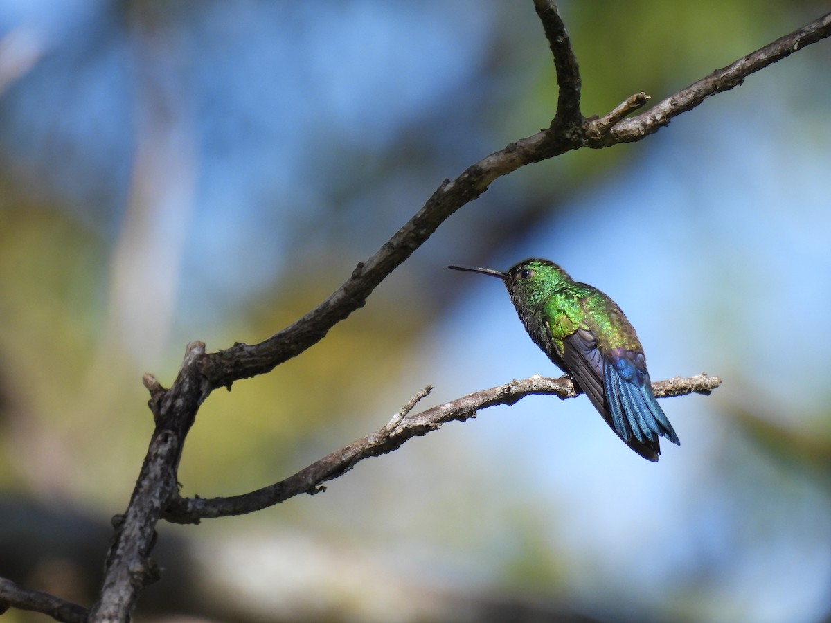 Blue-vented Hummingbird - Carlos Ulate