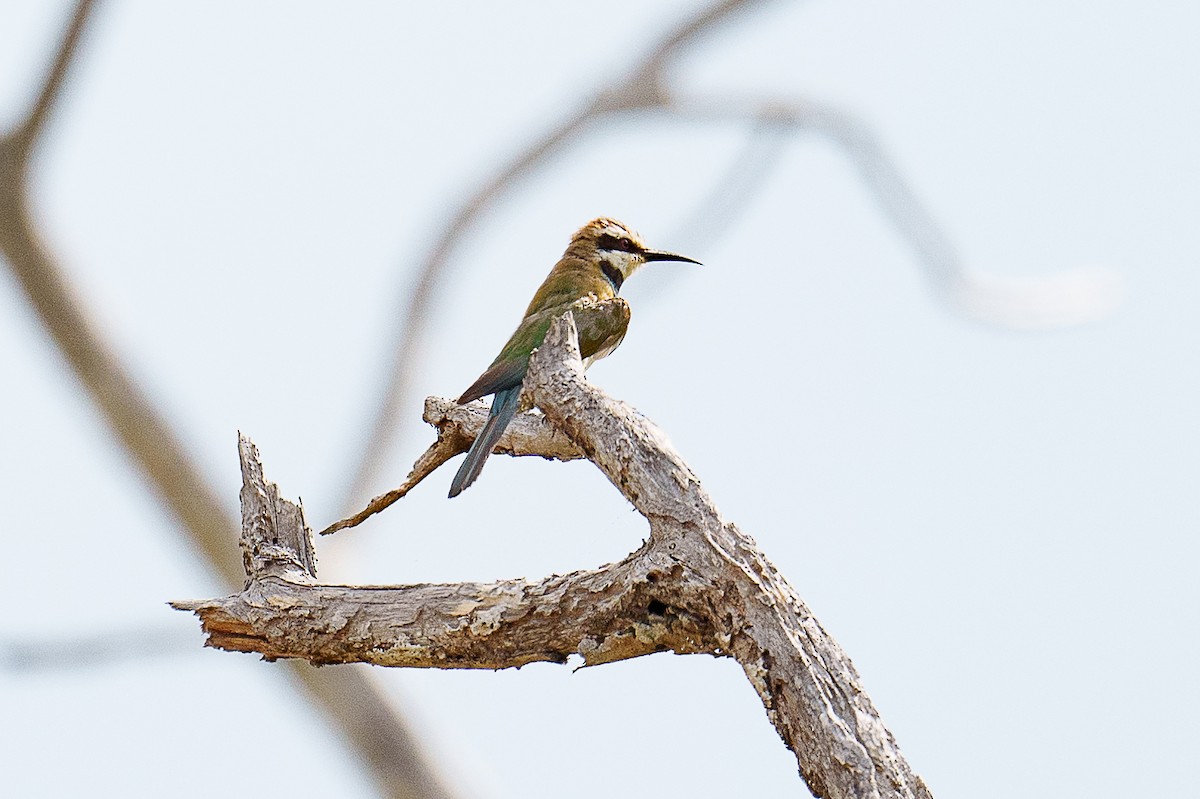 White-throated Bee-eater - Laurent Esselen