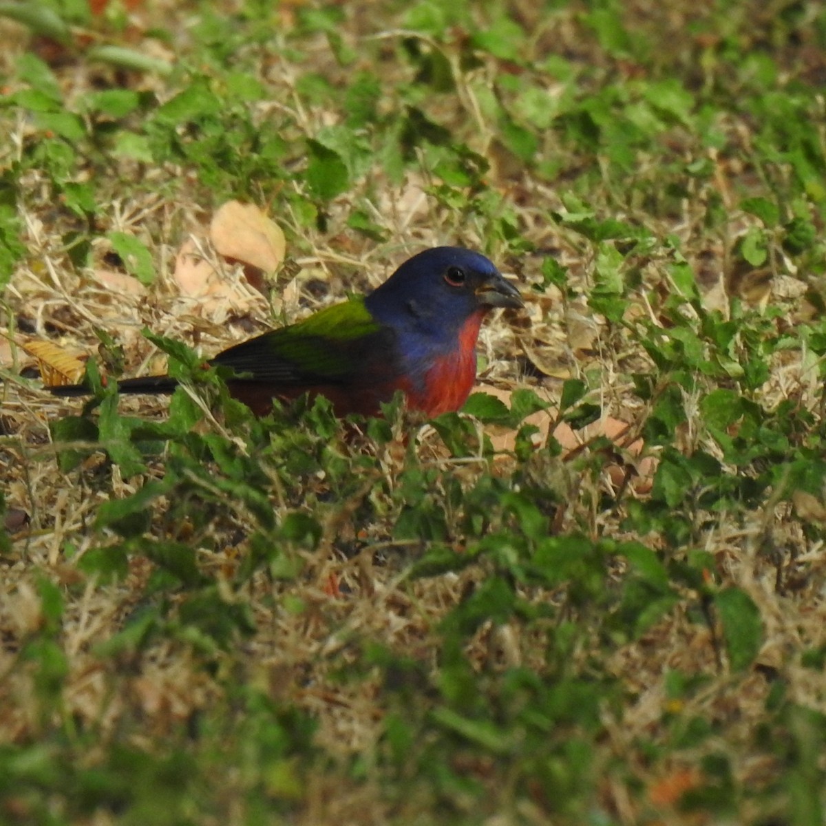 Painted Bunting - ML397255901