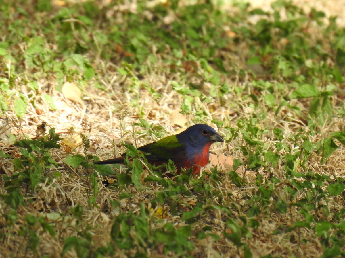Painted Bunting - ML397255941