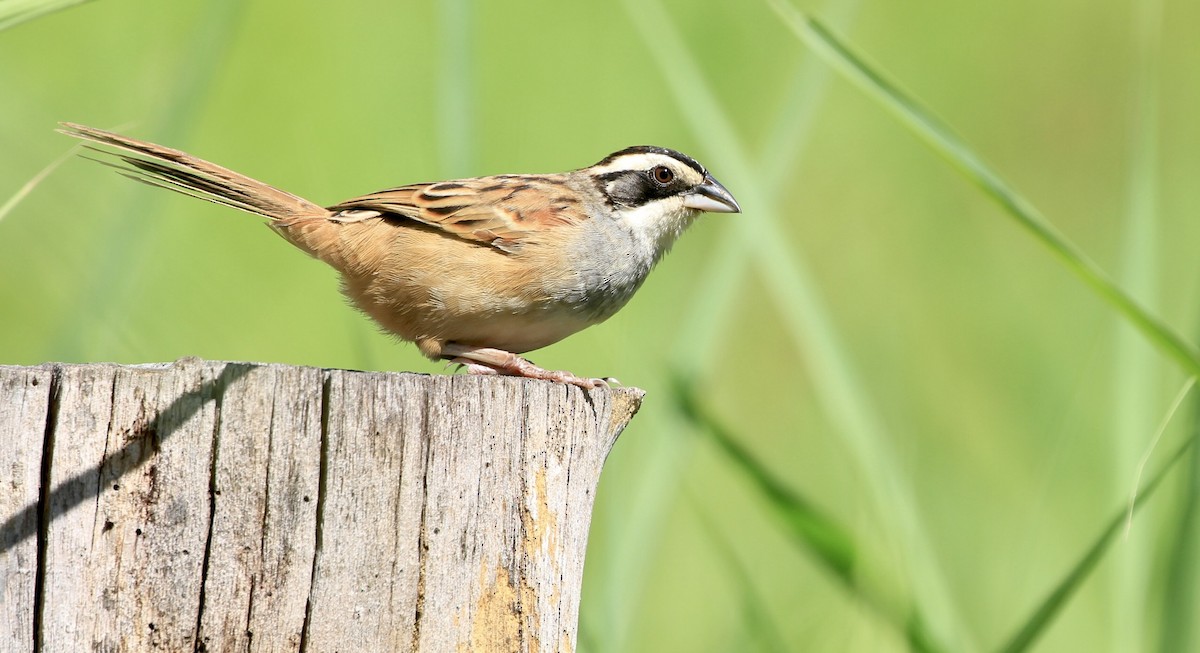 Stripe-headed Sparrow - ML397261291