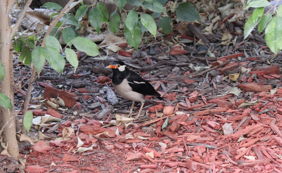 Indian Pied Starling - ML397262241