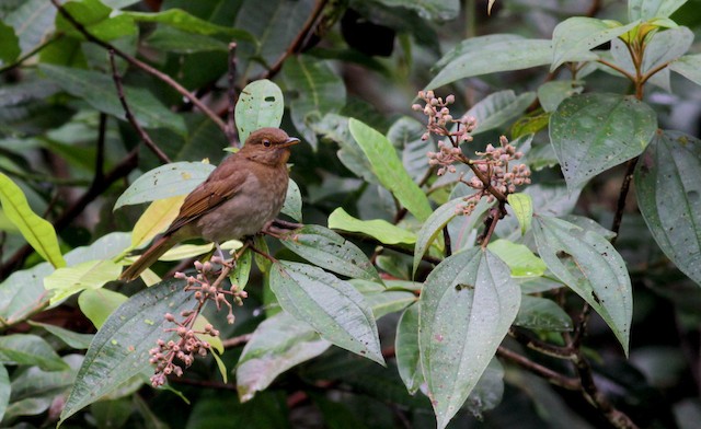 Lateral view (subspecies <em class="SciName notranslate">gularis</em>). - Rufous-brown Solitaire (Guianan) - 