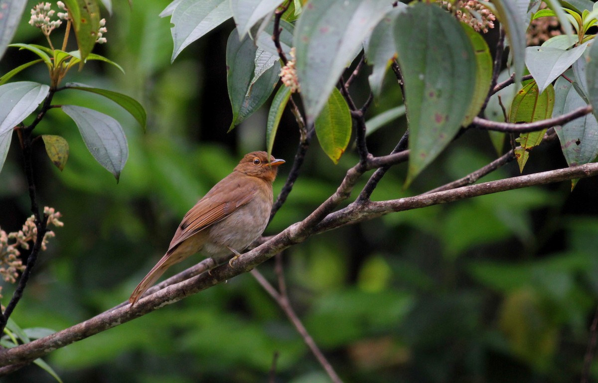 Rufous-brown Solitaire (Guianan) - ML39726841