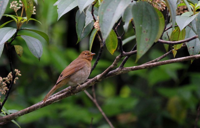 Lateral view (subspecies <em class="SciName notranslate">gularis</em>). - Rufous-brown Solitaire (Guianan) - 