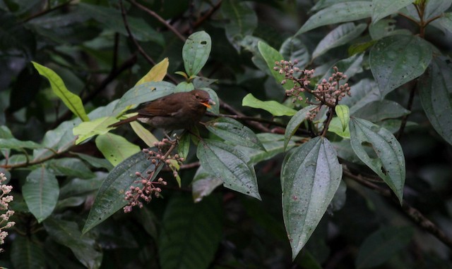 Bird feeding on small berries by perch-gleaning. - Rufous-brown Solitaire (Guianan) - 