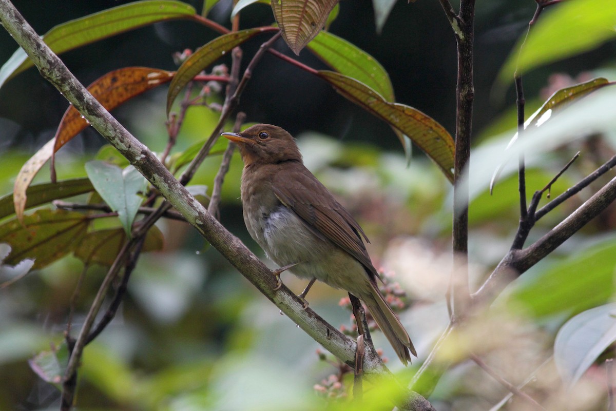 Rufous-brown Solitaire (Guianan) - Jay McGowan