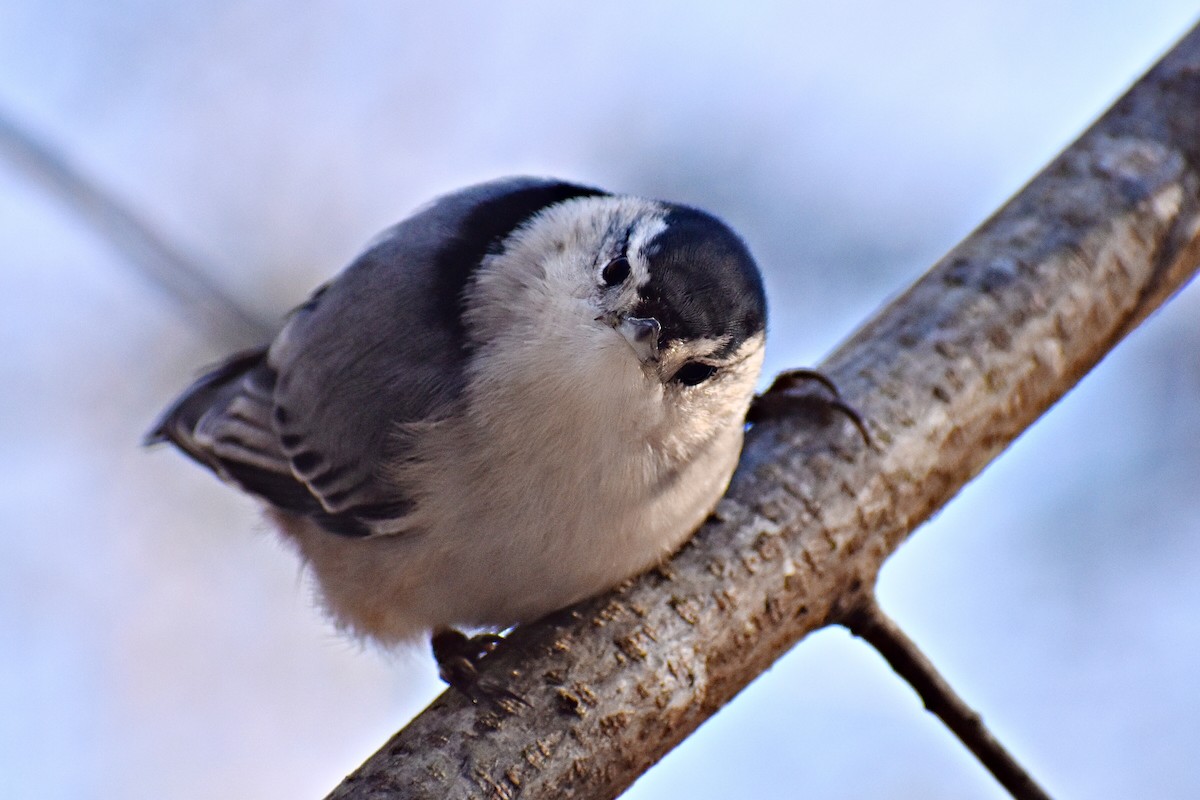 White-breasted Nuthatch - Joey D’Attilio