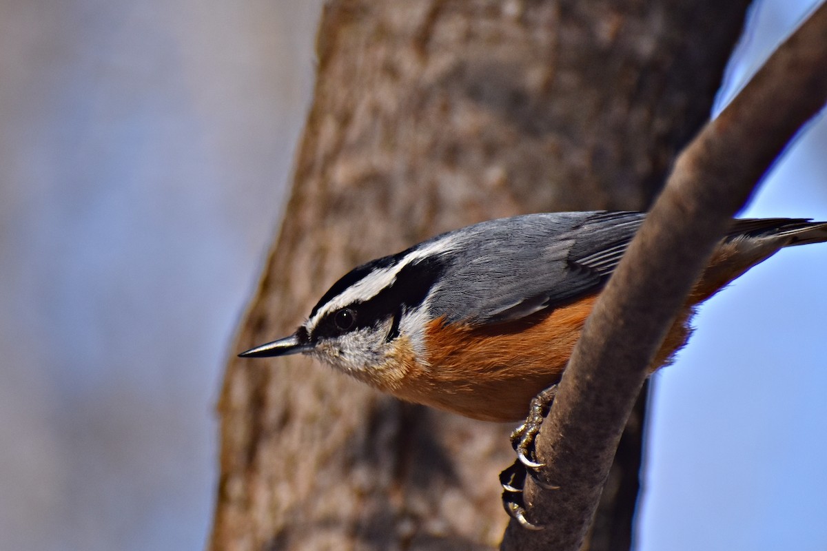 Red-breasted Nuthatch - ML397272741