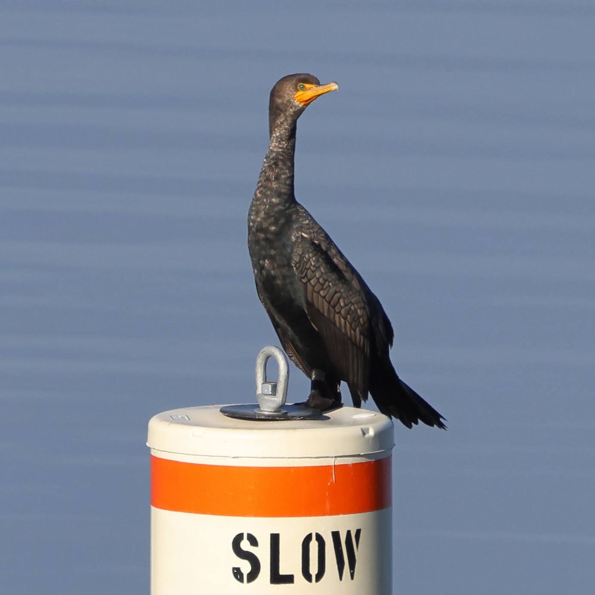 Double-crested Cormorant - Keith Leland