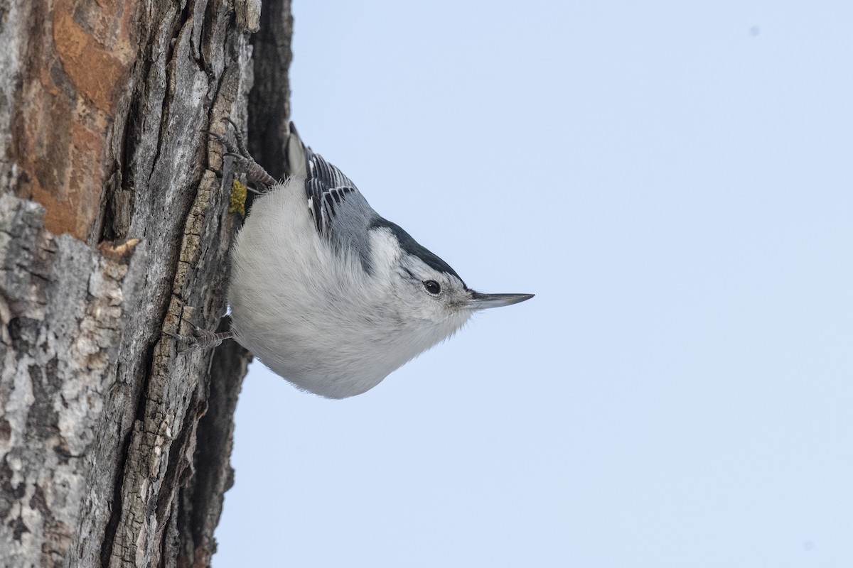 White-breasted Nuthatch - ML397285931
