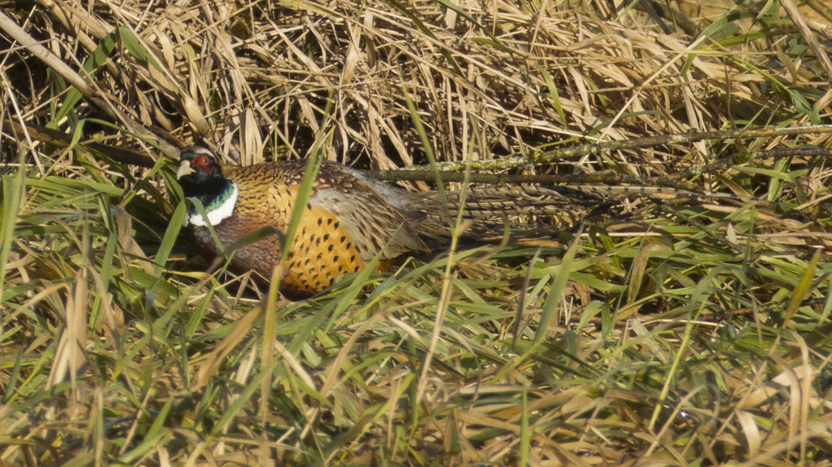 Ring-necked Pheasant - ML397291861