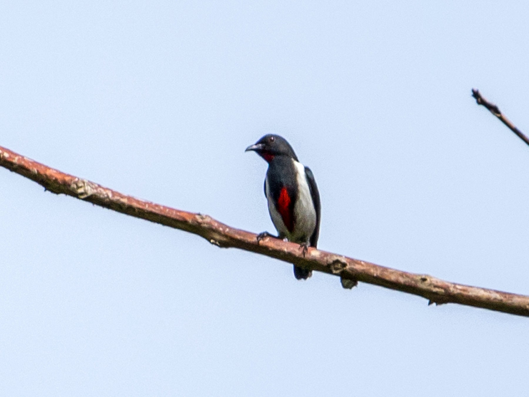 scarlet-collared-flowerpecker-ebird