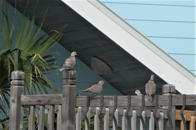 Birds resting in a building; Alabama, United States. - Eurasian Collared-Dove - 