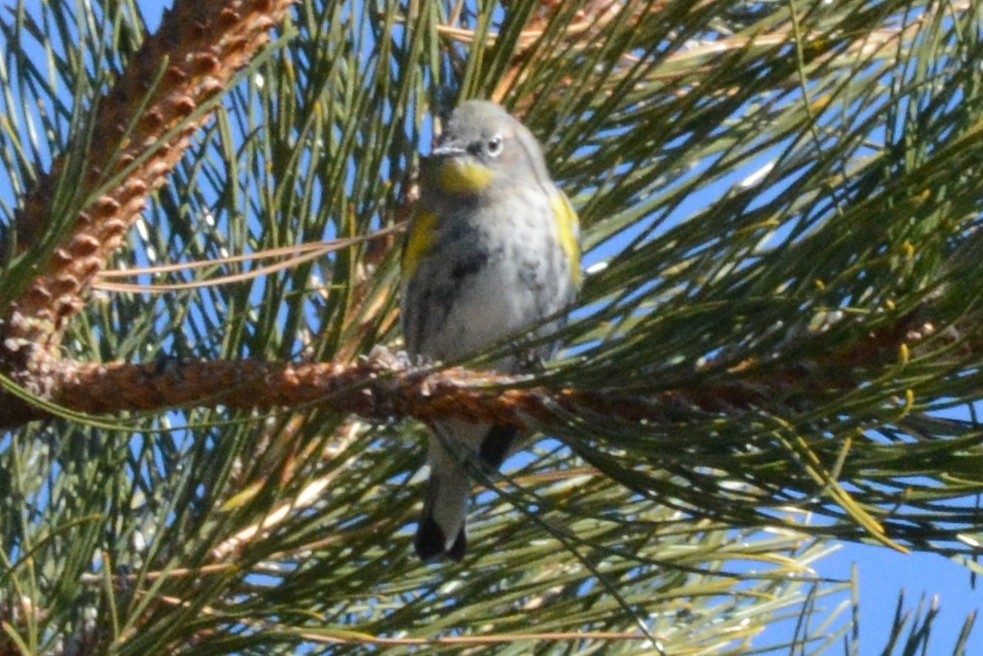 Yellow-rumped Warbler (Audubon's) - Cathy Pasterczyk