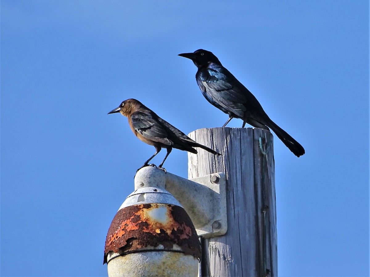 Boat-tailed Grackle - ML397302051