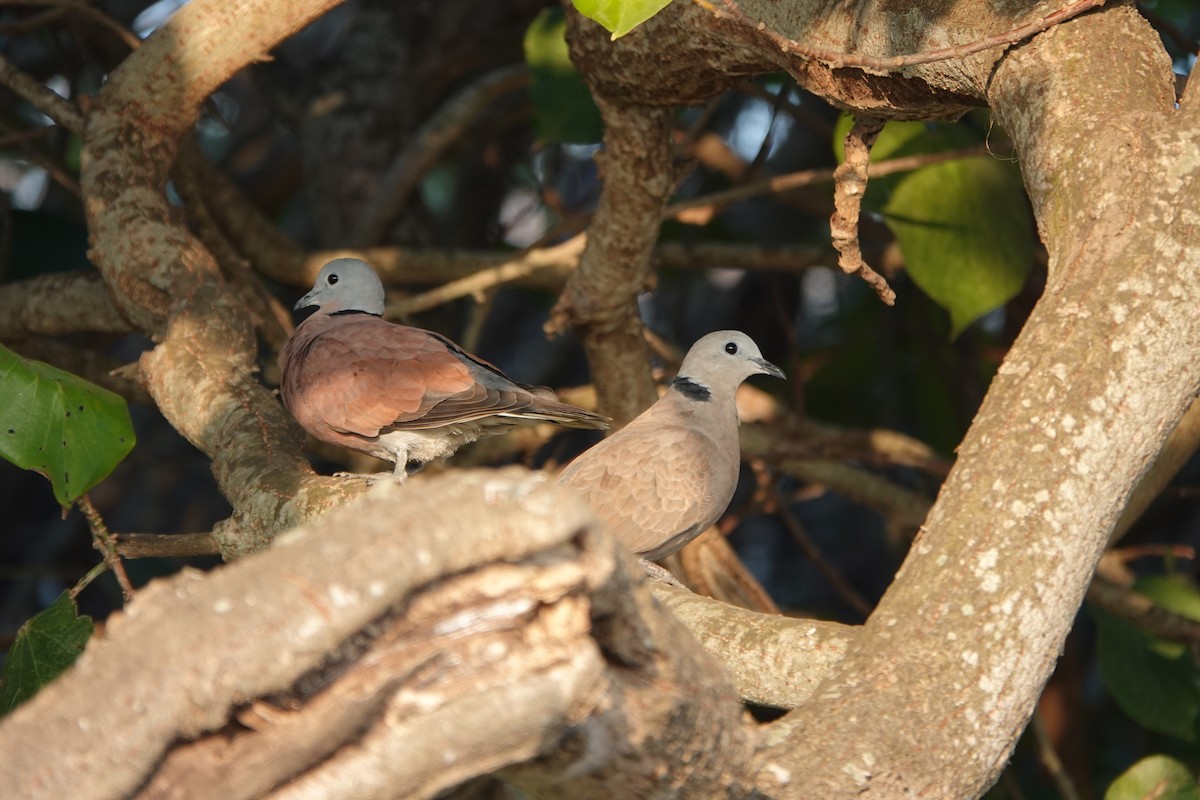 Red Collared-Dove - ML397309241