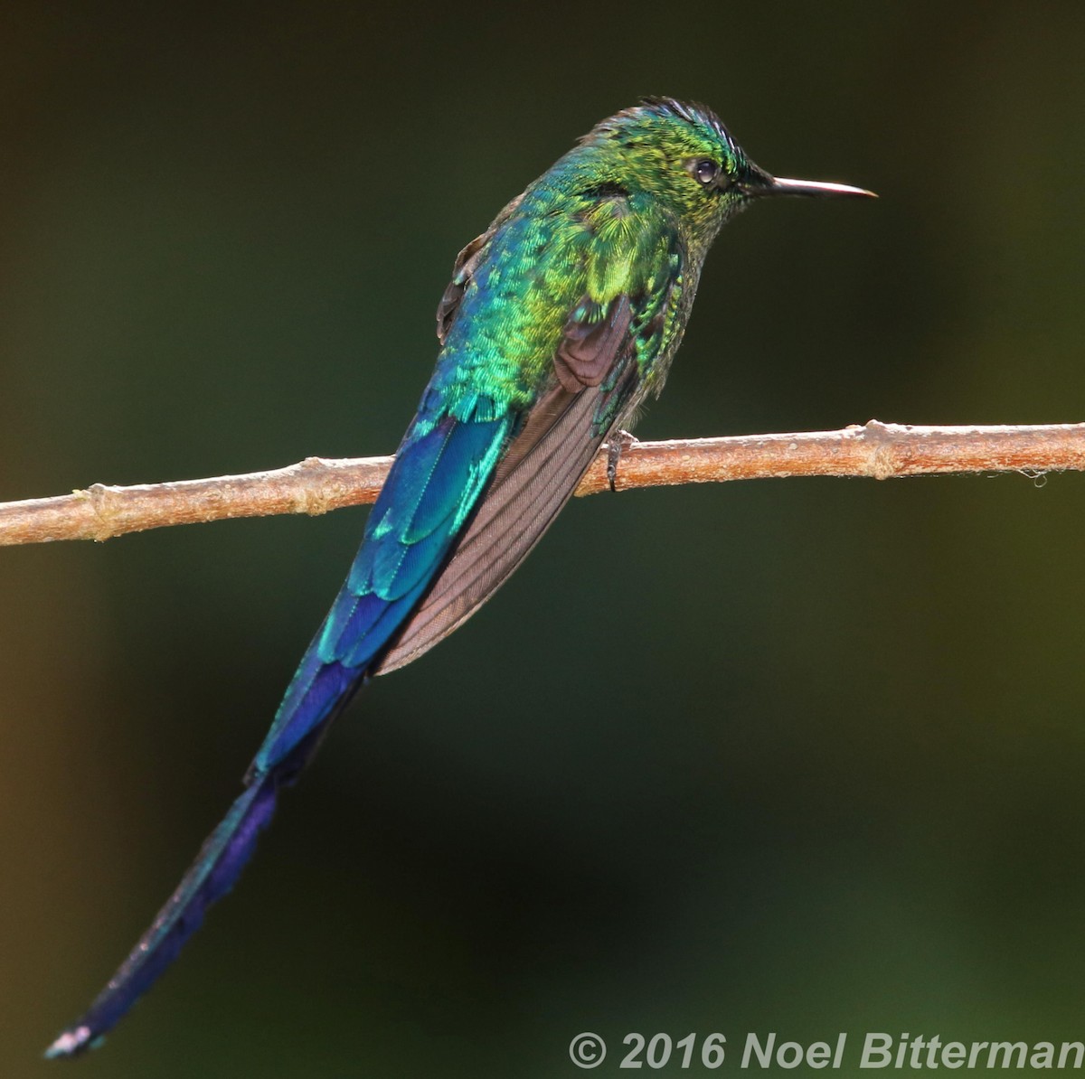 Long-tailed Sylph - ML397317961