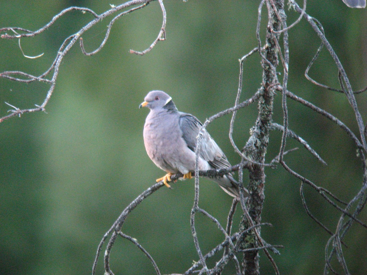 Band-tailed Pigeon - Steve Glover