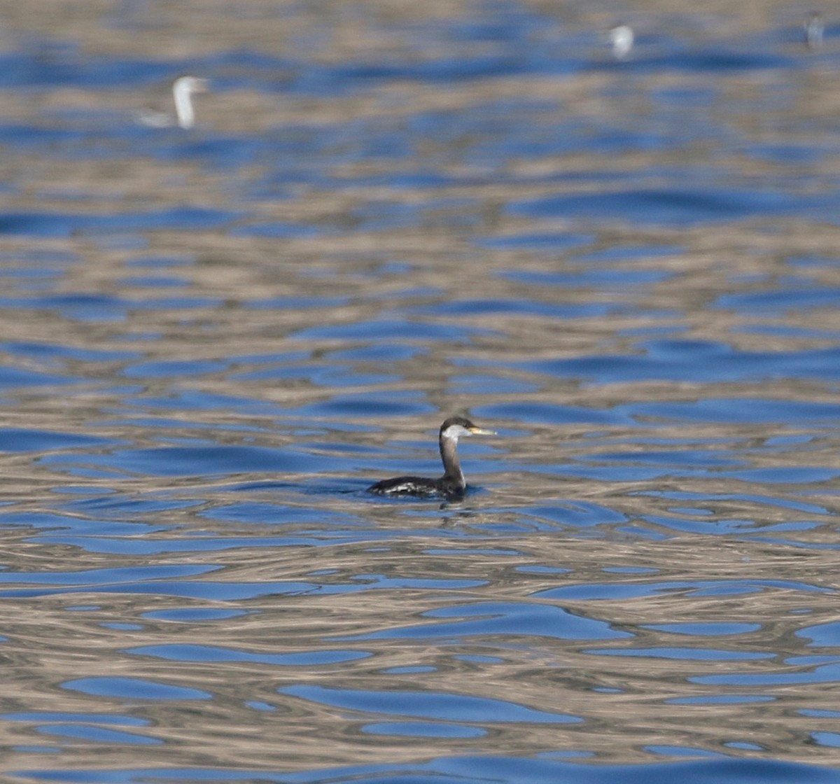 Red-necked Grebe - ML397325441