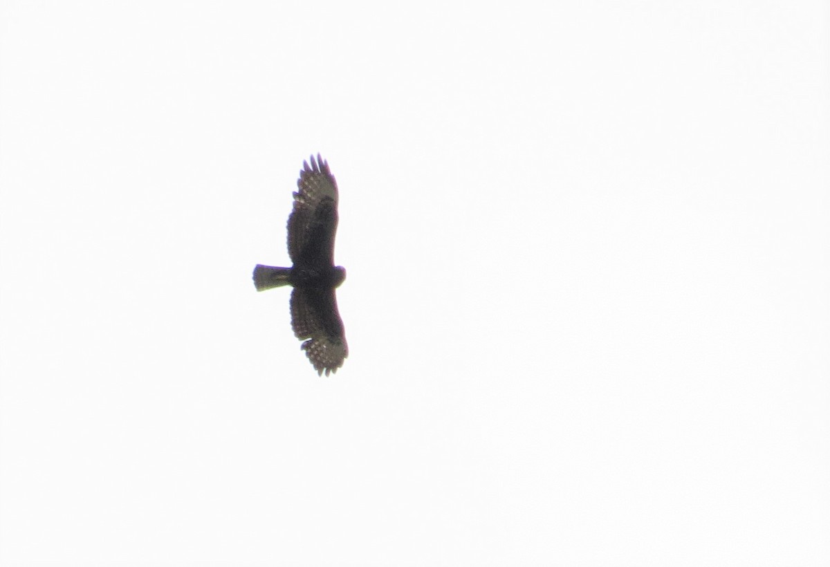 Short-tailed Hawk - ML397331411