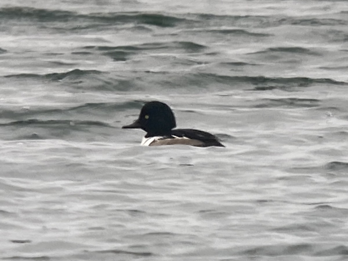 eBird Checklist 19 Dec 2021 Frost Fish Creek, Chatham 36 species