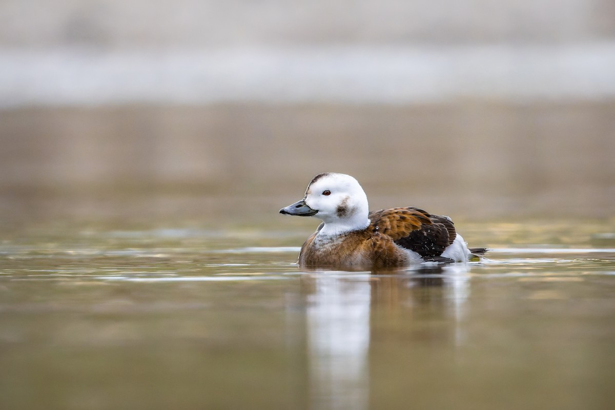 Long-tailed Duck - ML397335021
