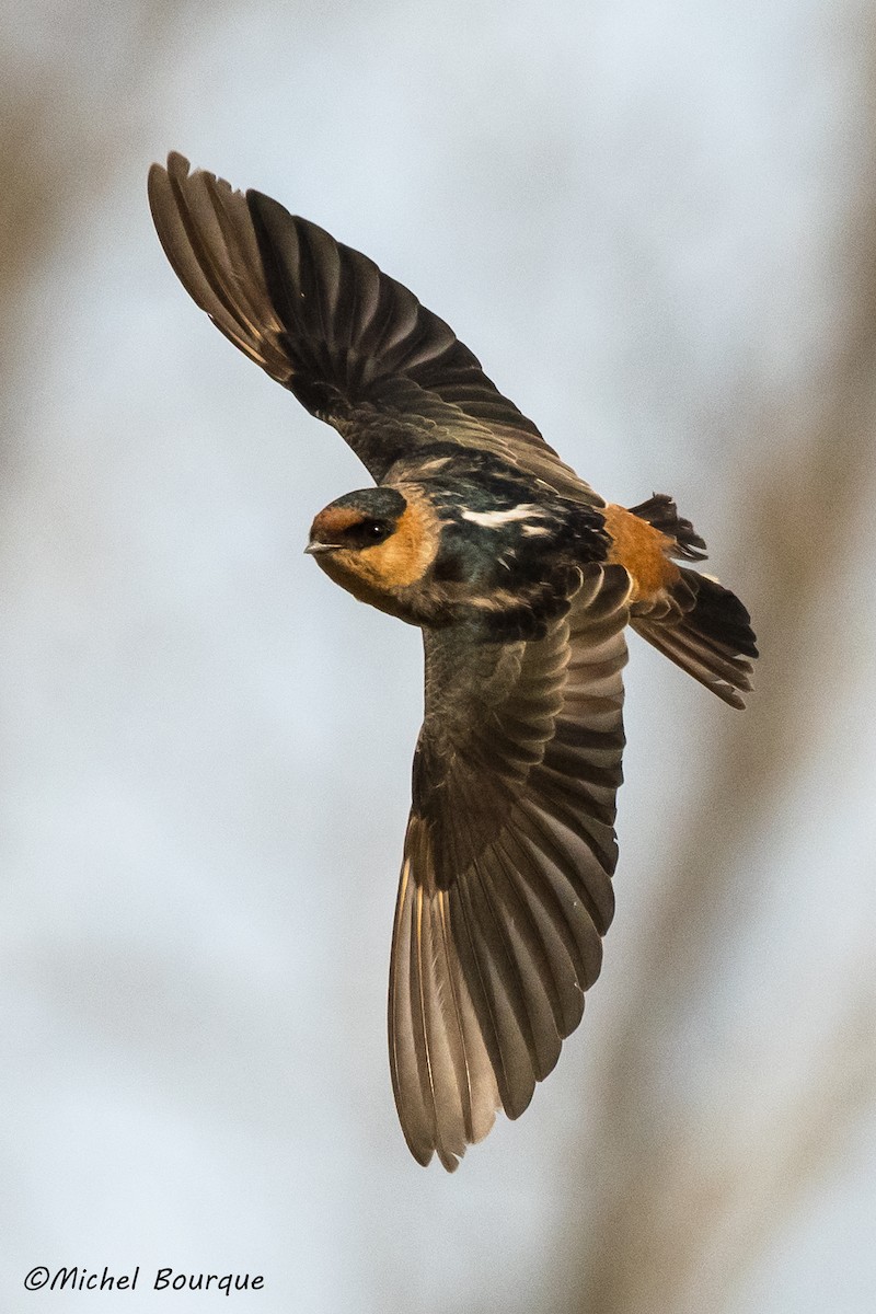 Cave Swallow - ML39733541
