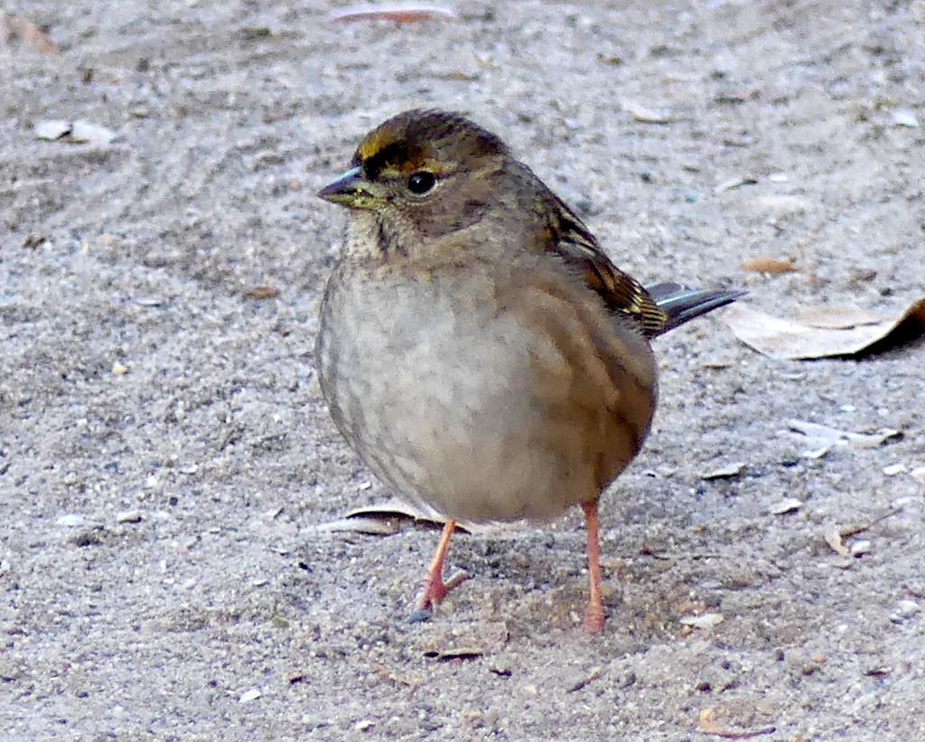 Golden-crowned Sparrow - ML397336651