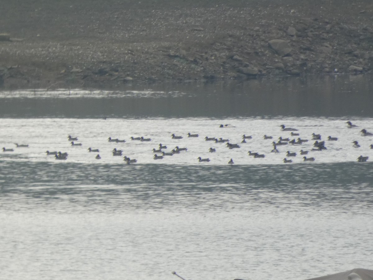 eBird Checklist - 19 Dec 2021 - Quail Ridge Reserve - 39 species