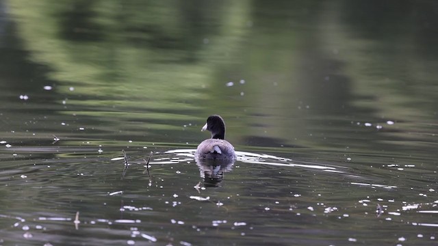 American Coot (Red-shielded) - ML397340171