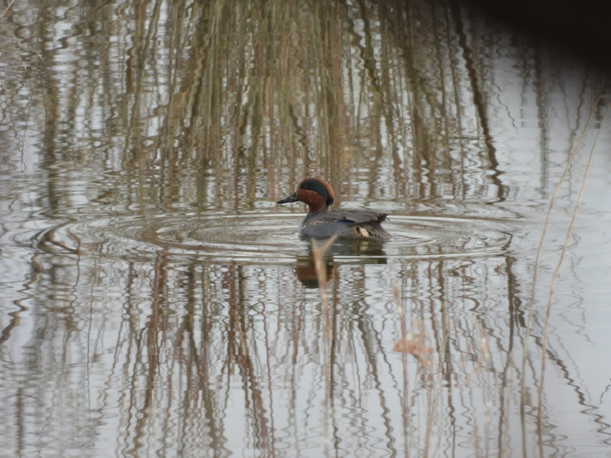 Green-winged Teal - ML397342641