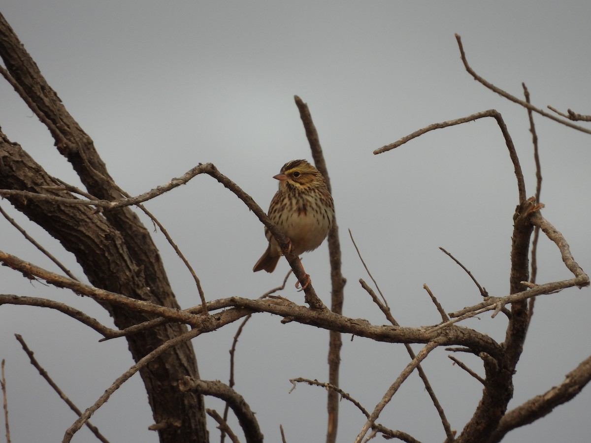 Savannah Sparrow - Ruby Rolland