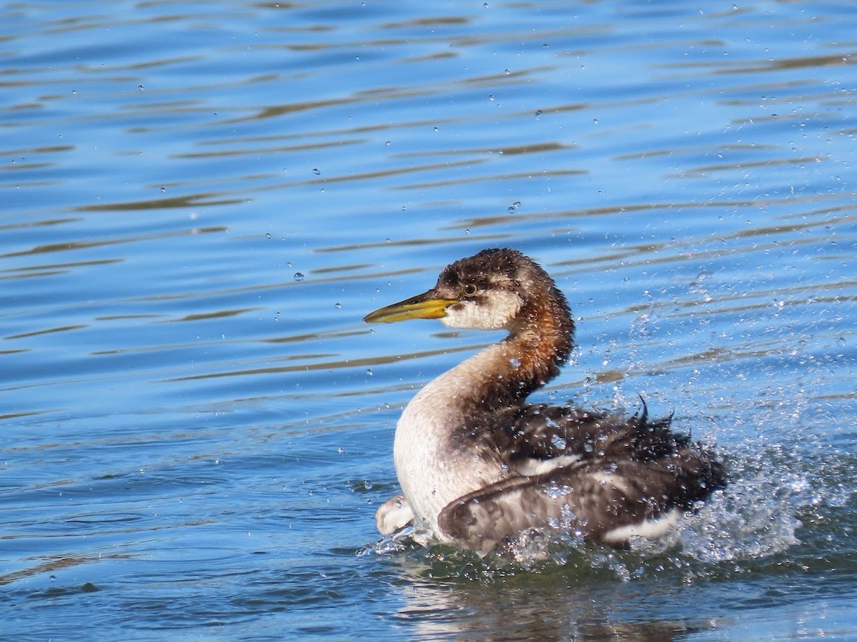 Red-necked Grebe - ML397344631