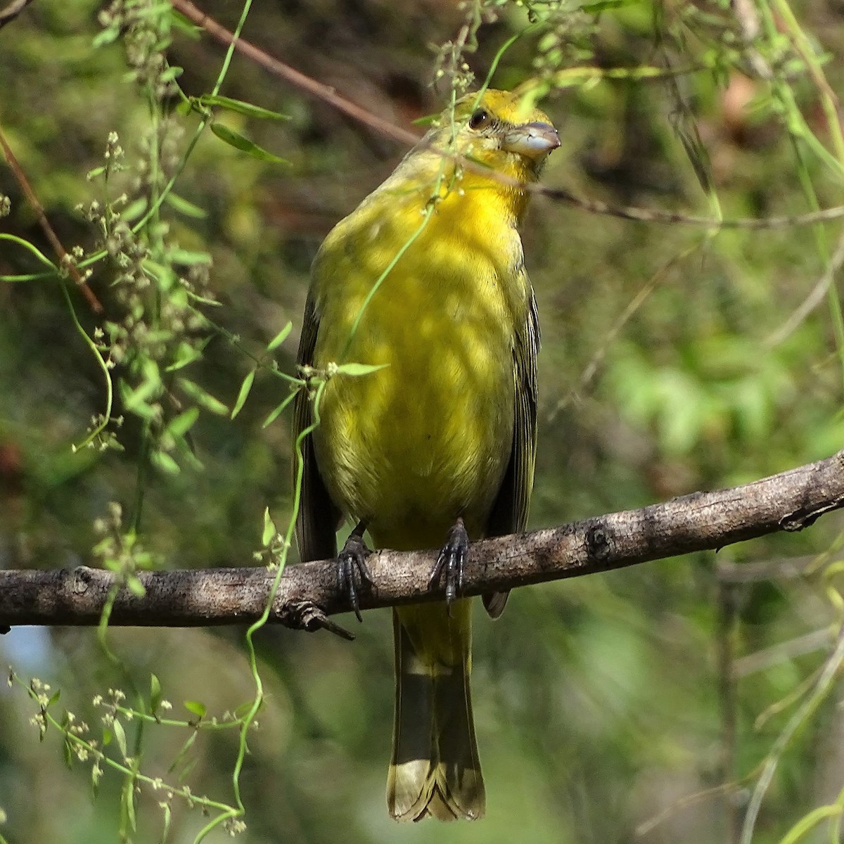 Hepatic Tanager - ML397356181