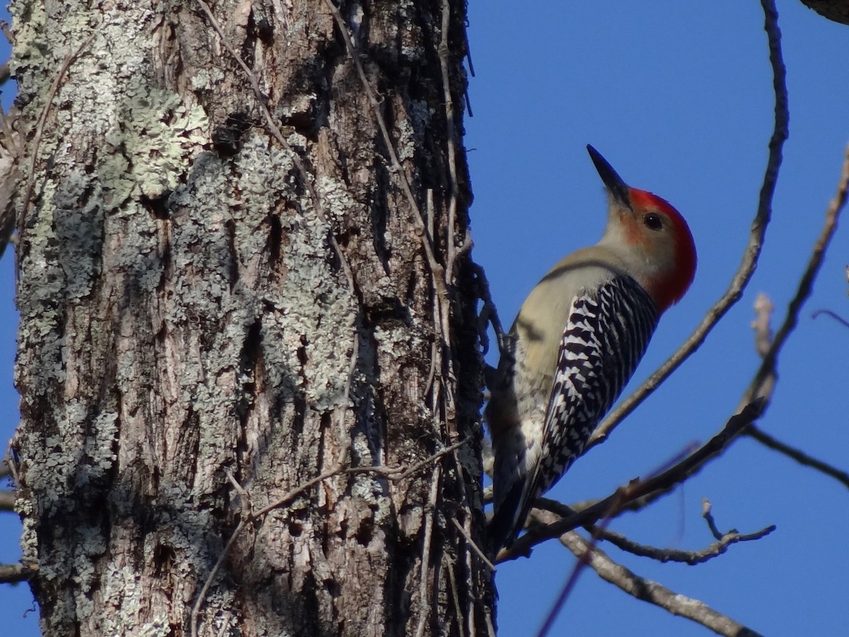 Red-bellied Woodpecker - Jeffrey Roth